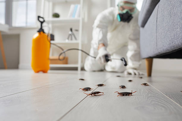 Commercial Kitchen Cockroach Control in Taylor
